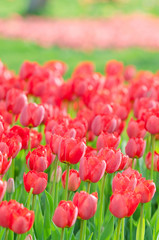 Wall Mural - Flowers tulips in the garden