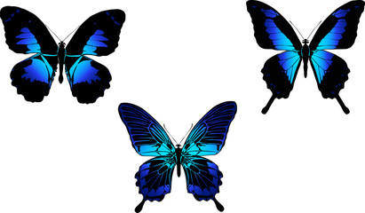 Sticker - three blue butterflies isolated on white