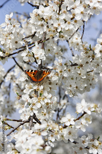 Board z aluminiowym obramowaniem Motyl na sakura pionowe