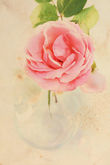 Sticker - Pretty floral vintage background with pink rose