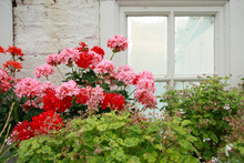 Pink And Red Geranium Against Old Conservatory Window