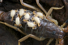 Baby Scorpions
