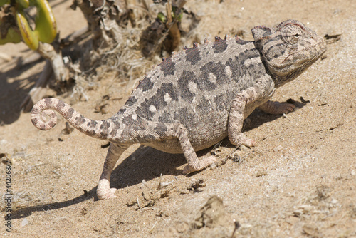 Fotoboard na płycie Namaqua chameleon / chamaeleo namaquensis