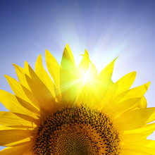 Close-up Of Sunflower Over Blue Sky