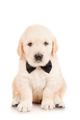 Wall Mural - Golden retriever puppy in a tie