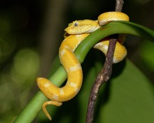 Deadly Eyelash Pit Viper, Bothriechis Schlegelii, Yellow Phase