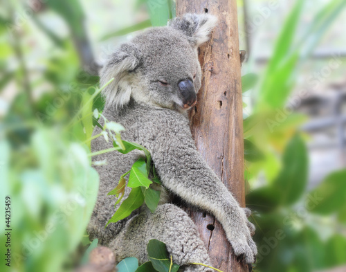 Obraz na płótnie canvas Miś koala