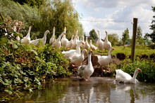 Flock Of White Geese Entering The River