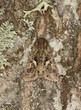 Trachea atriplicis camouflaged on oak, macro photo