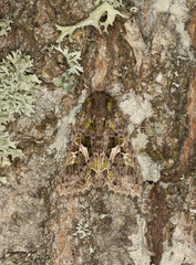 Sticker - Trachea atriplicis camouflaged on oak, macro photo