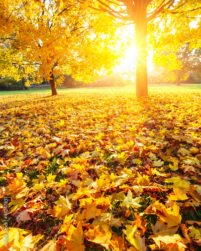 Foto-Leinwand ohne Rahmen - Sunny autumn foliage (von sborisov)