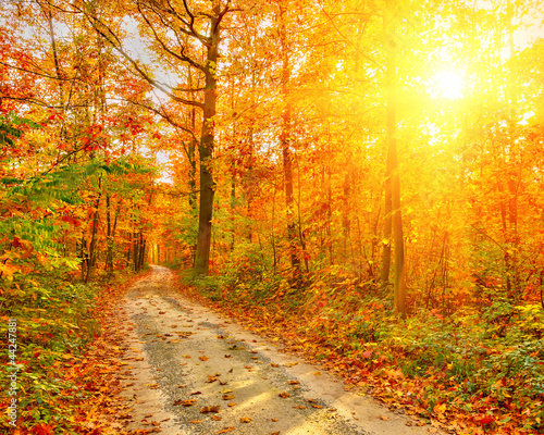 Obraz w ramie Pathway in the autumn forest