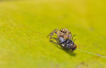 spider
