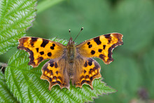 Comma Butterfly - Polygonia C-album