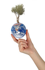 Wall Mural - Earth in hand