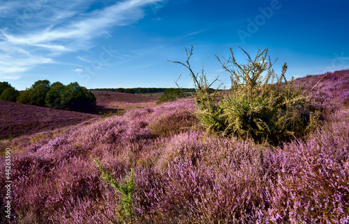 Plakat na papierze fotorealistycznym Wydmy holenderskie pokryte wieloletnim krzewem - calluna vulgaris