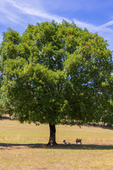 Chèvre angora sous un arbre à Loubressac