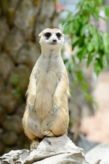 Meerkat in Kao Kaew Zoo