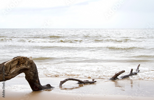 Tapeta ścienna Dryfować drewno na plaży w czasie odpływu