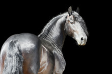 Friesian Horse Isolated On Black Background
