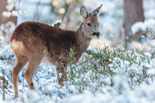 Obraz w ramie Roe deer grazing in a Dutch winter forest