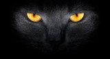 Fototapeta Na sufit - View from the darkness. muzzle a cat on a black background.