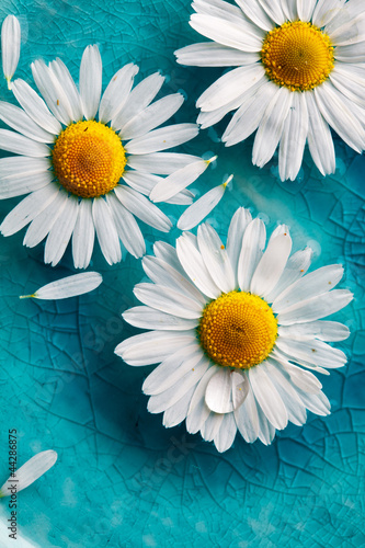 Fototapeta na wymiar Daisies floating in water