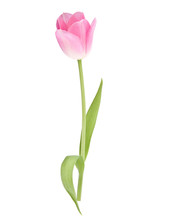 Pink Tulip  Flower