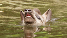 Profile Portrait Of South American Tapir In The Water