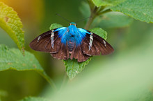 Monteverde Butterfly