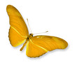 ิYellow Butterfly