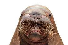 Walrus Head Isolated Over White