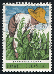 Poster - Tobacco worker