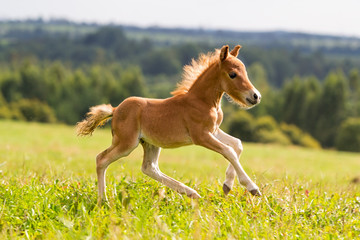 Obraz na płótnie zwierzę koń lato źrebak