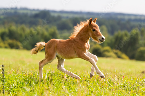 Nowoczesny obraz na płótnie foal mini horse Falabella