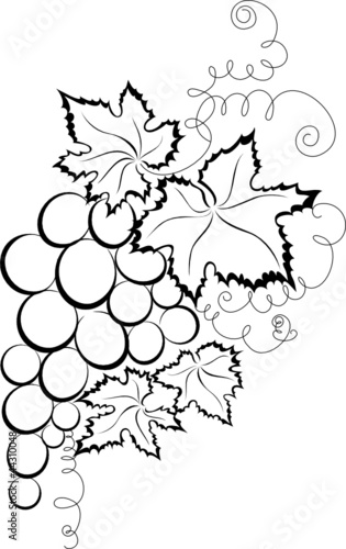 szkic-winogronu
