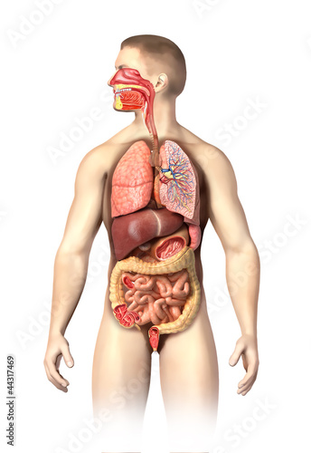 Obraz w ramie Man anatomy full Respiratory and digestive systems cutaway.