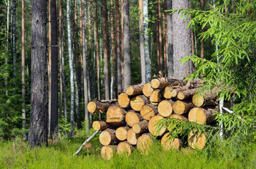 Harvested dry wood in a forest