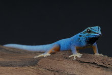 Electric Blue Gecko / Lygodactylus Williamsi