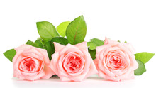 Pink Roses Isolated On White.
