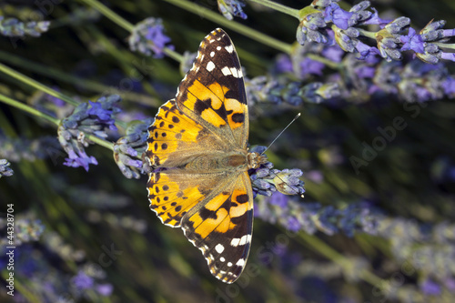 Tapeta ścienna Motyl Vanessa atlanta na kwiat