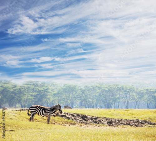 Obraz na płótnie canvas trzyczęściowy "tryptyk" Zebra