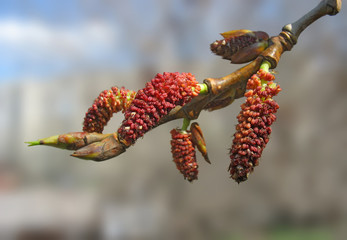 Wall Mural - Close-up of red poplar catkins