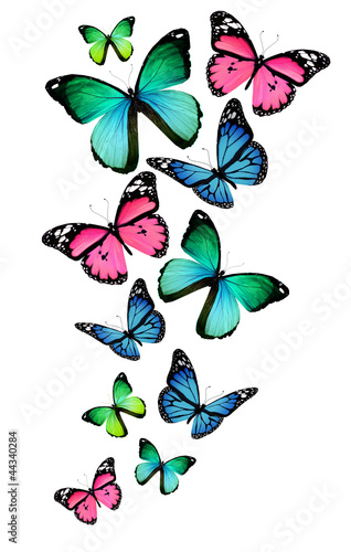 Obraz w ramie Many different butterflies, isolated on white background