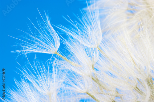 Obraz na płótnie canvas czteroczęściowy "tetraptyk" Zbliżenie dandelion