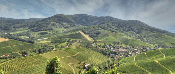 Wall Mural - Weinberge im Schwarzwald