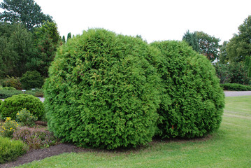 Thuja