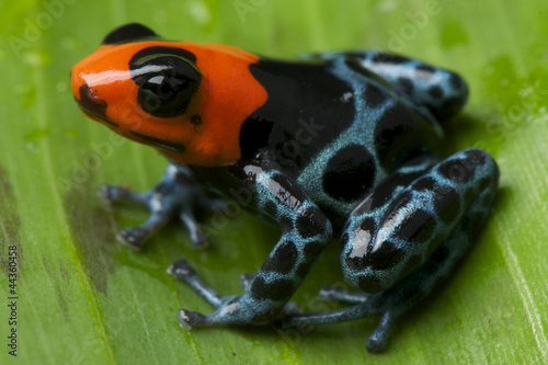 Obraz na płótnie canvas Dart frog / ranitomeya benedicta