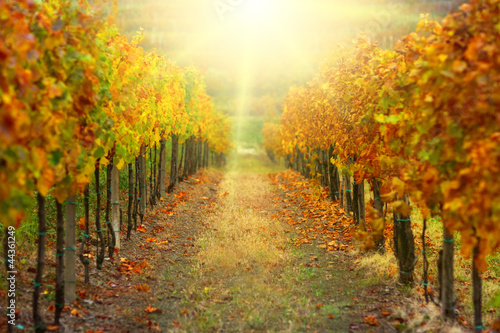 Naklejka dekoracyjna Autumn vineyard