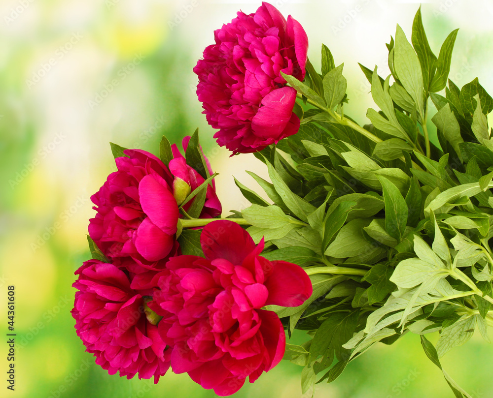 beautiful pink peonies on green background